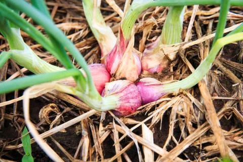 Closeup of shallot. Stock Photos