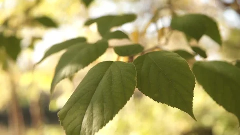 Closeup shallow depth of field shot of tree leaves Stock Footage 119267353