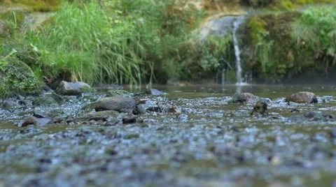 Closeup of shallow river rapids Stock Footage 51034290