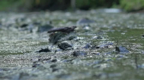 Closeup of shallow river rapids Stock Footage 51051656