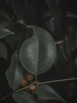 Closeup of a Shaped Leaf. Stock Photos