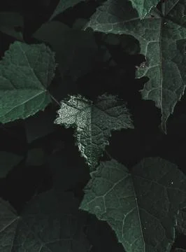 Closeup of a shaped shiny leaf. Foto stock