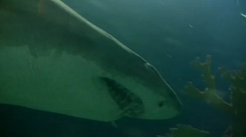 Closeup of a shark swimming through the murky water Stock Footage