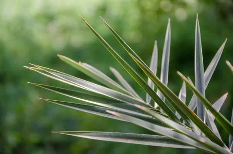Closeup of sharp palm leaves in front of green blurry background, Morocco, North Stockfoto's