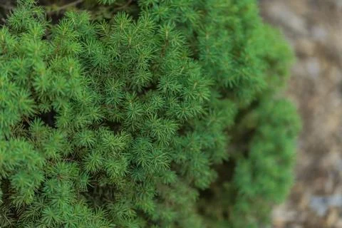 Closeup of sharp pine needles Stock Photos