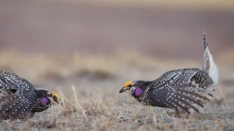 Closeup of Sharp tailed grouse male perform ritual mating dance, lek Stock Footage 154416429