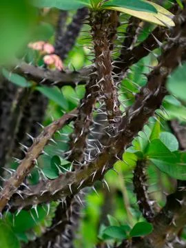 Closeup sharp thorns and spines on crown of thorns Euphorbia milii stem mac.. Stock Photos
