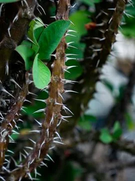 Closeup sharp thorns and spines on crown of thorns Euphorbia milii stem mac.. Stock Photos