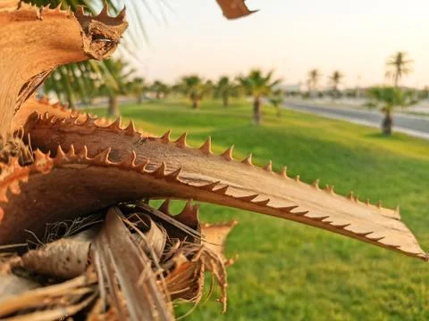 Closeup of sharp thorns of a palm three and park in the background Stock Photos