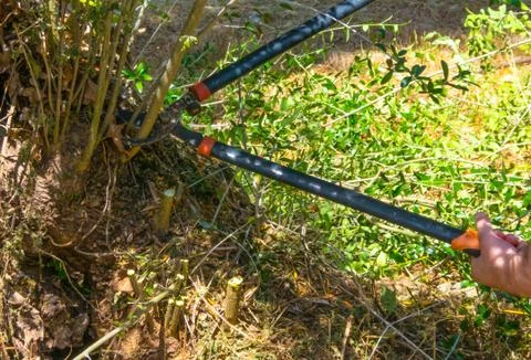 Closeup on shears in a garden Stock Photos