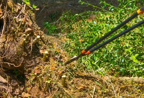 Closeup on shears in a garden Stock Photos