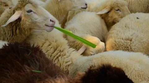 Closeup Of Sheep Eating Hay Inside Stable 動画素材 123038882