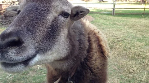 Closeup of a sheep sniffing camera  Stock Footage 40544993
