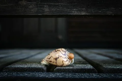 Closeup of a shell on the ground with dark and wooden background. Foto stock