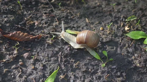 Closeup of shelled snail crawling on soil ground in 4k Stock Footage 194479311