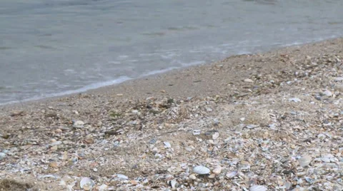 Closeup of shells on a beach Stock Footage 37116878