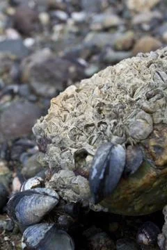 Closeup of shells. Stock Photos