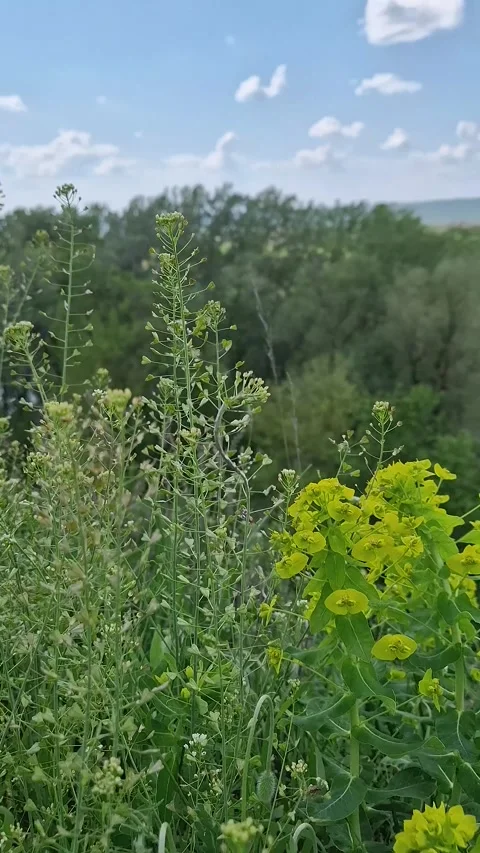 Closeup shepherd's purse plants and yellow cypress spurge blossoms on the hill s Stock Footage 307764924