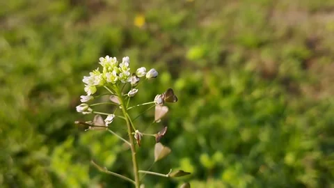 Closeup Shepherd's Purse in spring season Stock Footage 330100331