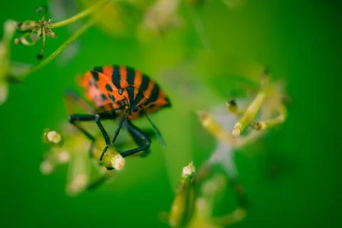 Closeup for a  shield bug in the nature Stock Photos