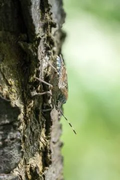 Closeup of a Shield Bug (prob. Rhaphigaster nebulosa) on a stem Stock Photos