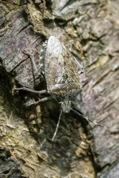 Closeup of a Shield Bug (prob. Rhaphigaster nebulosa) on a stem Stock Photos