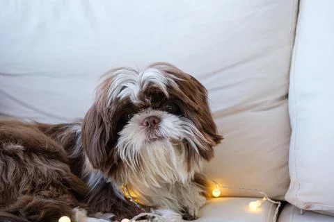 Closeup of shih tzu lying on the sofa with small decorative lights on it. Stock Photos