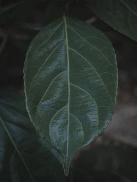 Closeup of a Shiny Leaf. Stock Photos
