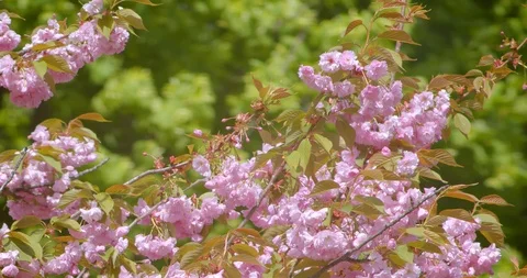 Closeup shoot of beautiful green tree with pink flowers blooming in may warm Video stock 112183671