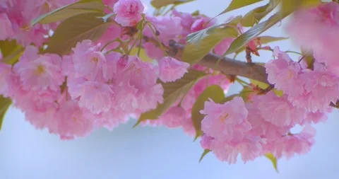 Closeup shoot of beautiful green tree with pink blossoms flourishing in may warm Video stock 112183984