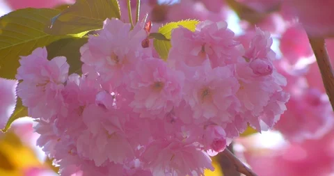 Closeup shoot of beautiful green tree with pink blossoms flourishing in may warm Video stock 112184163