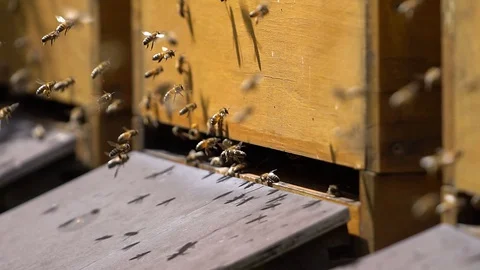 Closeup shoot of flying bees in front of bee boxes. slow motion Stock Footage 129638515