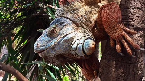 Closeup shoot of large iguana. Stock-Footage 58849663