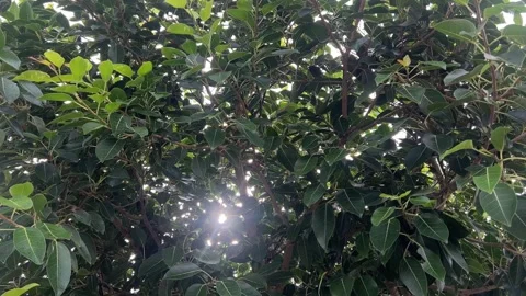 Closeup shoot of the Peepal Tree or Ficus Religiosa with the sun. Видео 283718277