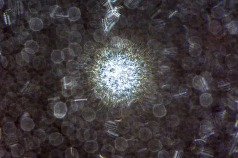 Closeup shoot of the raindrop on the window Stock Photos