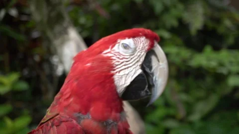 Closeup shoot of a red macaw parrot in ubud bird park. Stock Footage 104012876