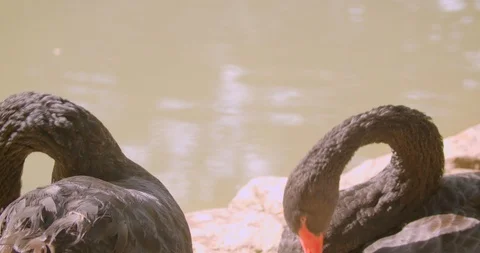 Closeup shoot of two beautiful black swans swimming in the lake together in Video stock 114219430