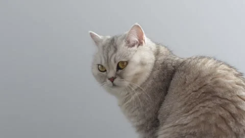 Closeup Shooting of beautiful tabby Cat with yellow eyes, Domestic animal. Grey Stock Footage 304295461