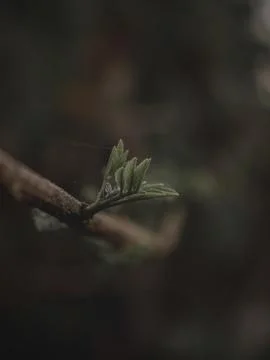 Closeup of a shooting Leaf on a branch Stock Photos