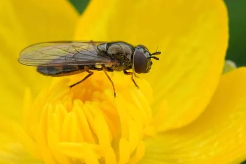 Closeup on a short melanostoma or Variable duskyface fly, Melanostoma mellinum Foto stock