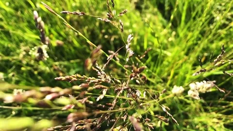Closeup shot from above of long grass in a uncultivated field Stock Footage 248356382