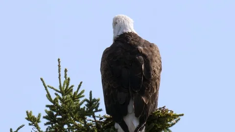 Closeup shot of amazing bald eagle perched on top of a pine tree Stock Footage 122409027