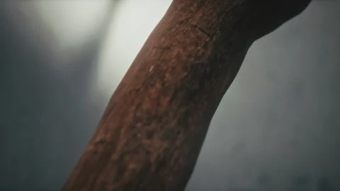 Closeup shot of Animated tree growing in the garden Stock Footage 255661710