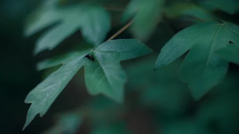 Closeup shot of ant on leafs Stock-Fotos