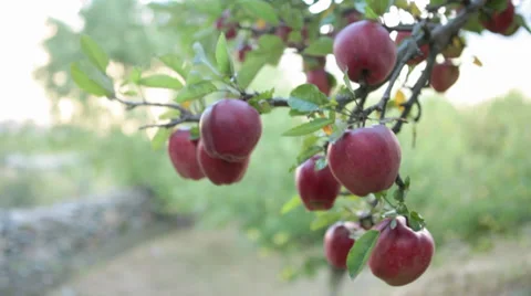 Closeup shot of Apples on a tree. Stock Footage 31451294
