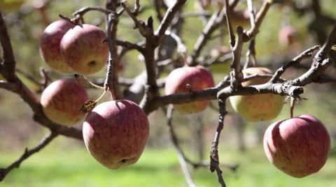 Closeup shot of Apples on a tree. Stock Footage 31493030