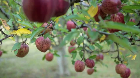 Closeup shot of Apples on a tree. Stock Footage 31495415