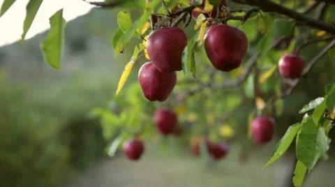 Closeup shot of Apples on a tree. Stock Footage 31498059