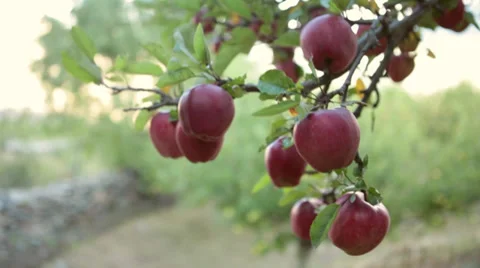 Closeup shot of Apples on a tree. Stock Footage 31530762