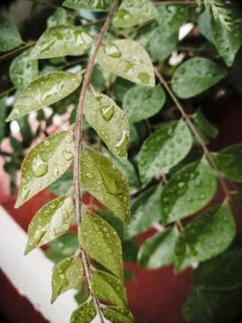 Closeup shot of an array of leaves in a single strand. Stock Photos